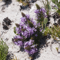 Merciera azurea