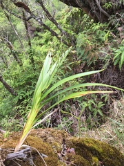 Dianella sandwicensis
