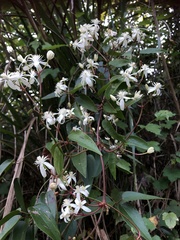 Clematis meyeniana