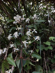 Clematis meyeniana