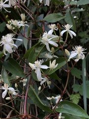 Clematis meyeniana