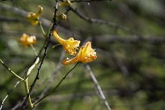 Delphinium nudicaule
