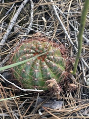 Parodia ottonis