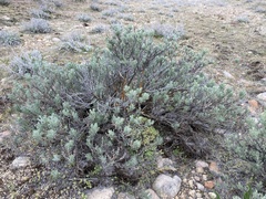 Artemisia rigida