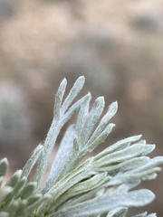 Artemisia rigida