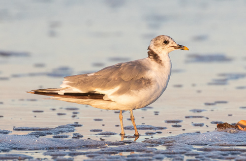 Sabine's Gull