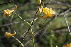 Delphinium nudicaule