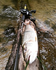 Hampala macrolepidota