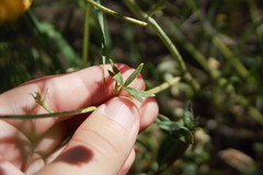 Delphinium nudicaule