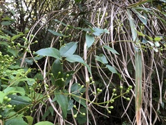 Clematis meyeniana