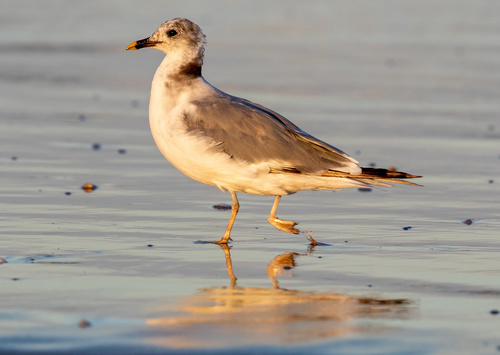 Sabine’s Gull｜叉尾鸥 / 萨宾鸥 参考照片