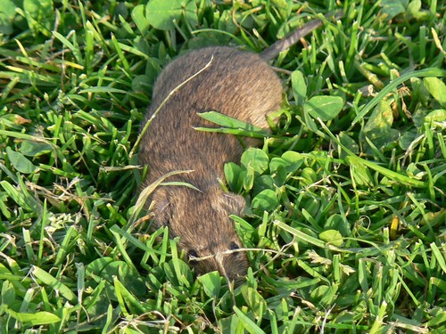 Common Vole, Groesbeek, photo 10 of 10