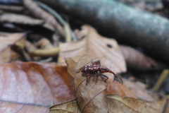 Arrhenodes