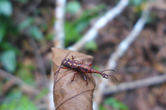 Arrhenodes