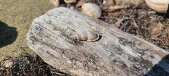 Colubraria