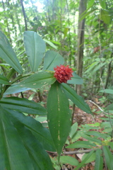 Costus ricus