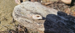 Colubraria
