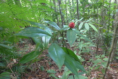 Costus ricus