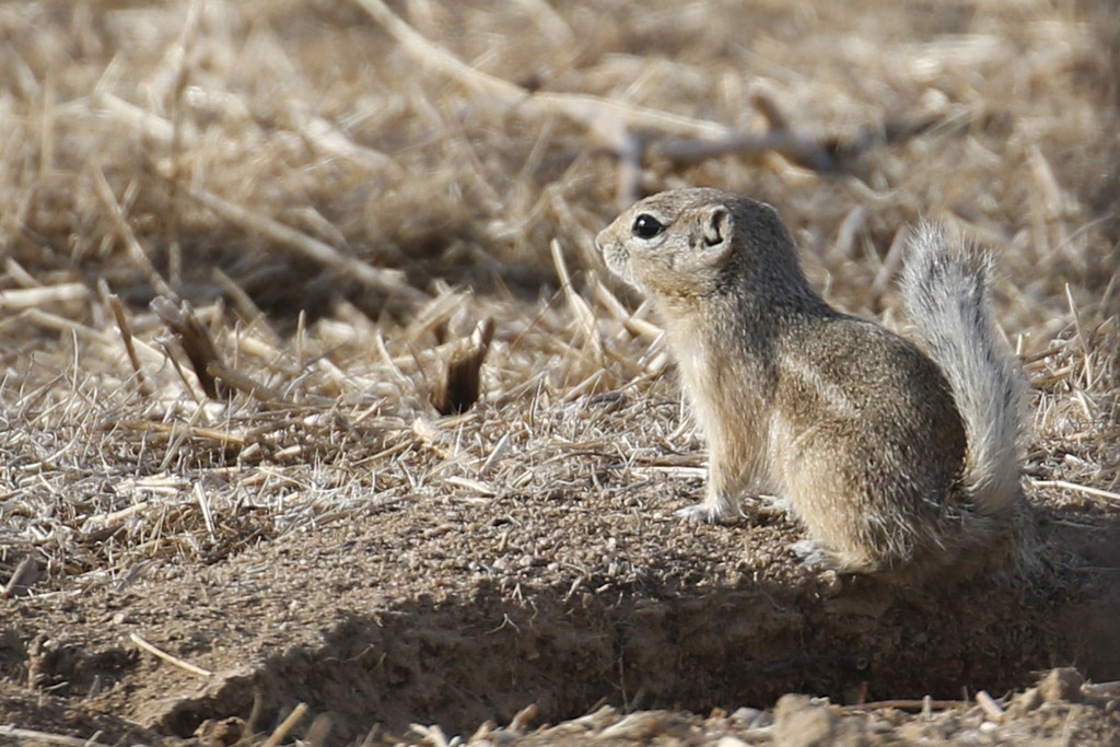 Nelson's Antelope Squirrel