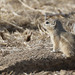 Nelson's Antelope Squirrel - Photo (c) Donna Pomeroy, some rights reserved (CC BY-NC), uploaded by Donna Pomeroy