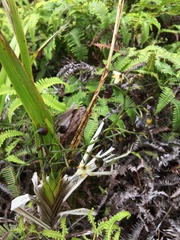Dianella sandwicensis