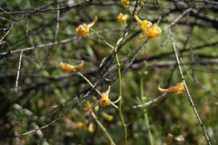 Delphinium nudicaule