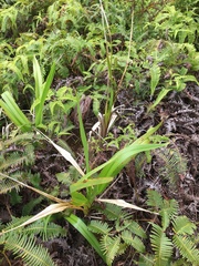 Dianella sandwicensis
