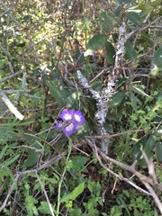 Phacelia patuliflora