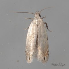 Battaristis concinnusella