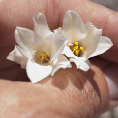 Cyrtanthus leucanthus