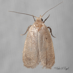 Inga obscuromaculella