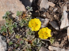 Potentilla nivea