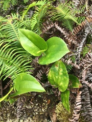 Smilax melastomifolia
