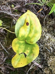 Smilax melastomifolia