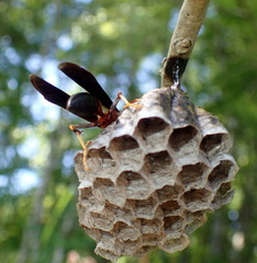 Polistes annularis