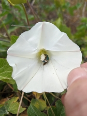 Calystegia macrostegia amplissima