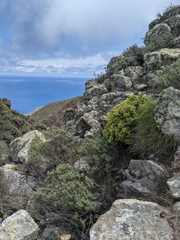 Galium catalinense acrispum