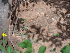 Aspidoscelis parvisocius