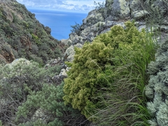 Galium catalinense acrispum