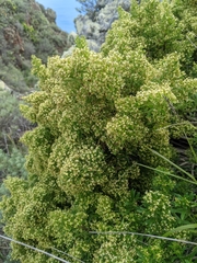 Galium catalinense acrispum