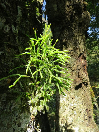 Image of Hatiora salicornoides by (c) Victor Farjalla Pontes, some rights reserved (CC BY)