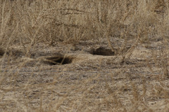 Vulpes macrotis mutica