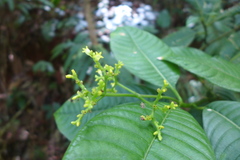 Palicourea solitudinum