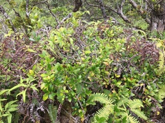 Alyxia stellata
