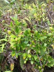 Alyxia stellata