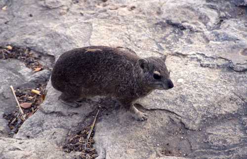 Heterohyrax brucei
