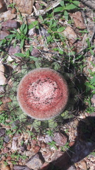 Melocactus zehntneri