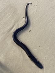 Amphiuma
