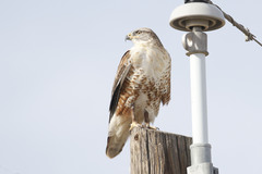 Ferruginous Hawk photo 5