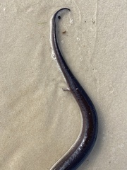 Amphiuma